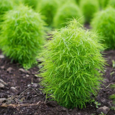 Cypřišek letní Kochie - Kochia scoparia - semena cypřišku - 200 ks