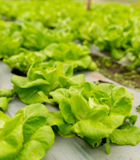 Salát hlávkový přezimující Humil - Lactuca sativa - semena - 100 ks