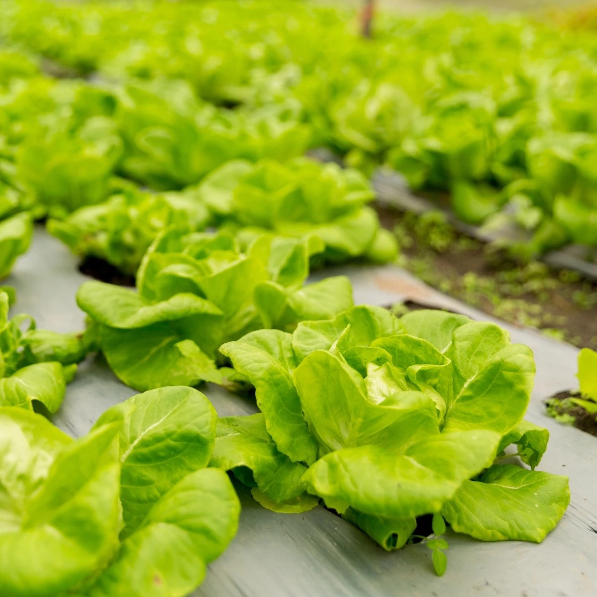 Salát hlávkový přezimující Humil - Lactuca sativa - semena - 100 ks