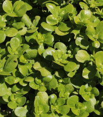 Šrucha zelná - Portulaca oleracea sativa - semena - 200 ks