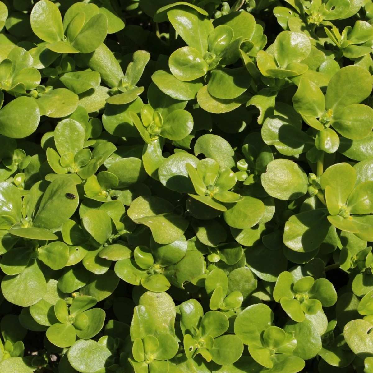 Šrucha zelná - Portulaca oleracea sativa - semena - 200 ks