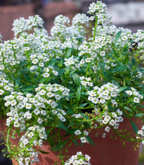 Tařicovka přímořská Yucon White - Lobularia maritima - semena - 50 ks