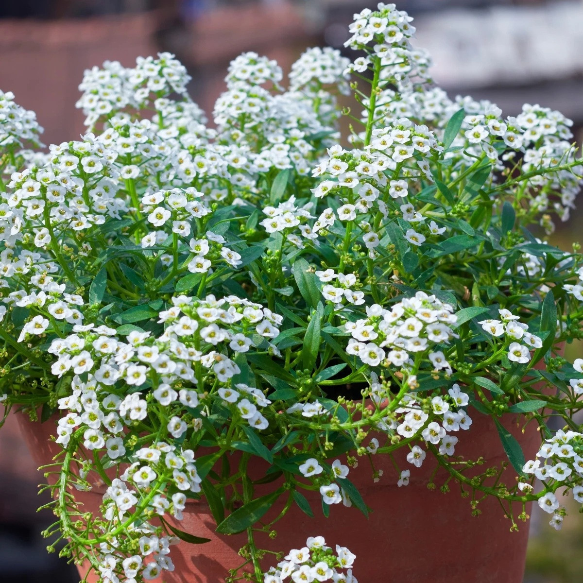 Tařicovka přímořská Yucon White - Lobularia maritima - semena - 50 ks