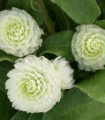 Pestrovka Ping Pong White - Gomphrena globosa - semena - 20 ks