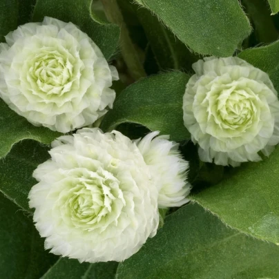 Pestrovka Ping Pong White - Gomphrena globosa - semena - 20 ks