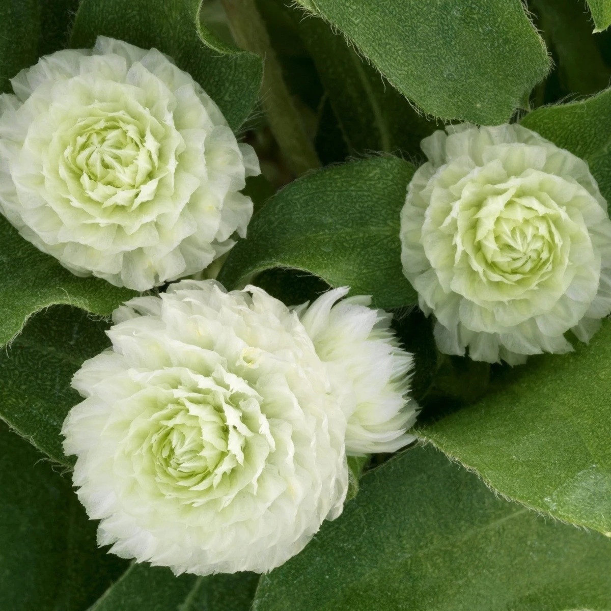 Pestrovka Ping Pong White - Gomphrena globosa - semena - 20 ks