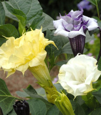 Durman metelový Ballerina Formula Mixture - Datura metel - semena - 5 ks