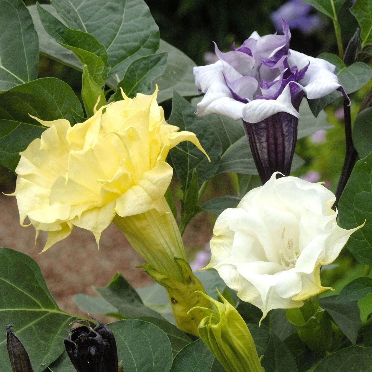 Durman metelový Ballerina Formula Mixture - Datura metel - semena - 5 ks