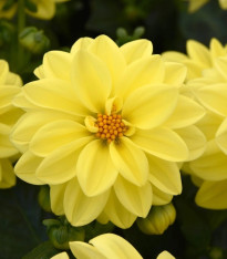 Jiřinka proměnlivá Figaro Yellow Shades - Dahlia variabilis - semena - 20 ks