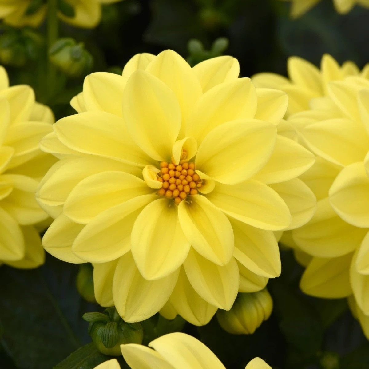 Jiřinka proměnlivá Figaro Yellow Shades - Dahlia variabilis - semena - 20 ks