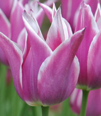 Tulipán Ballade - Tulipa - cibuloviny - 3 ks