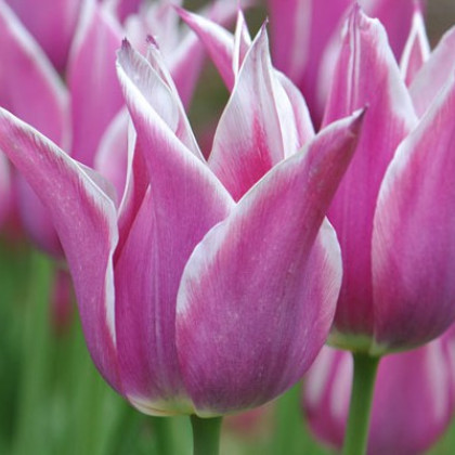 Fialový tulipán Ballade - cibuloviny - 3 ks