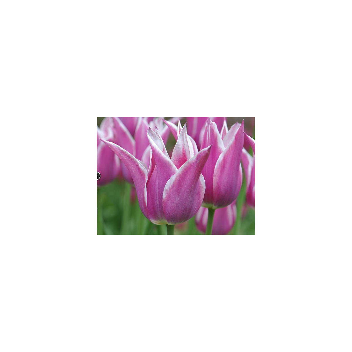 Tulipán Ballade - Tulipa - cibuloviny - 3 ks