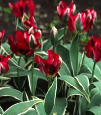 Tulipán Hollywood Star - Tulipa - cibuloviny - 3 ks