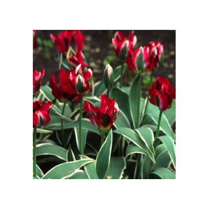 Tulipán Hollywood Star - prodej cibulovin - 3 ks