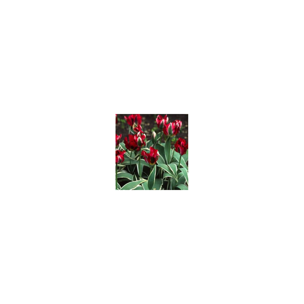 Tulipán Hollywood Star - Tulipa - cibuloviny - 3 ks
