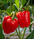 BIO Paprika Quadrato d Asti Rosso - Capsicum annuum - semena - 8 ks