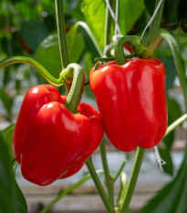 BIO Paprika Quadrato d Asti Rosso - Capsicum annuum - semena - 8 ks