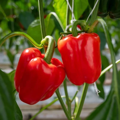 BIO Paprika Quadrato d Asti Rosso - Capsicum annuum - semena - 8 ks