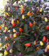 BIO Chilli Lila Luzi - Capsicum frutescens - bio semena chilli - 8 ks