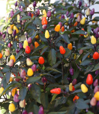 BIO Chilli Lila Luzi - Capsicum frutescens - bio semena chilli - 8 ks