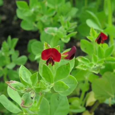 BIO Ledenec nachový - šparglový hrách - Lotus tetragonolobus - semena - 20 ks