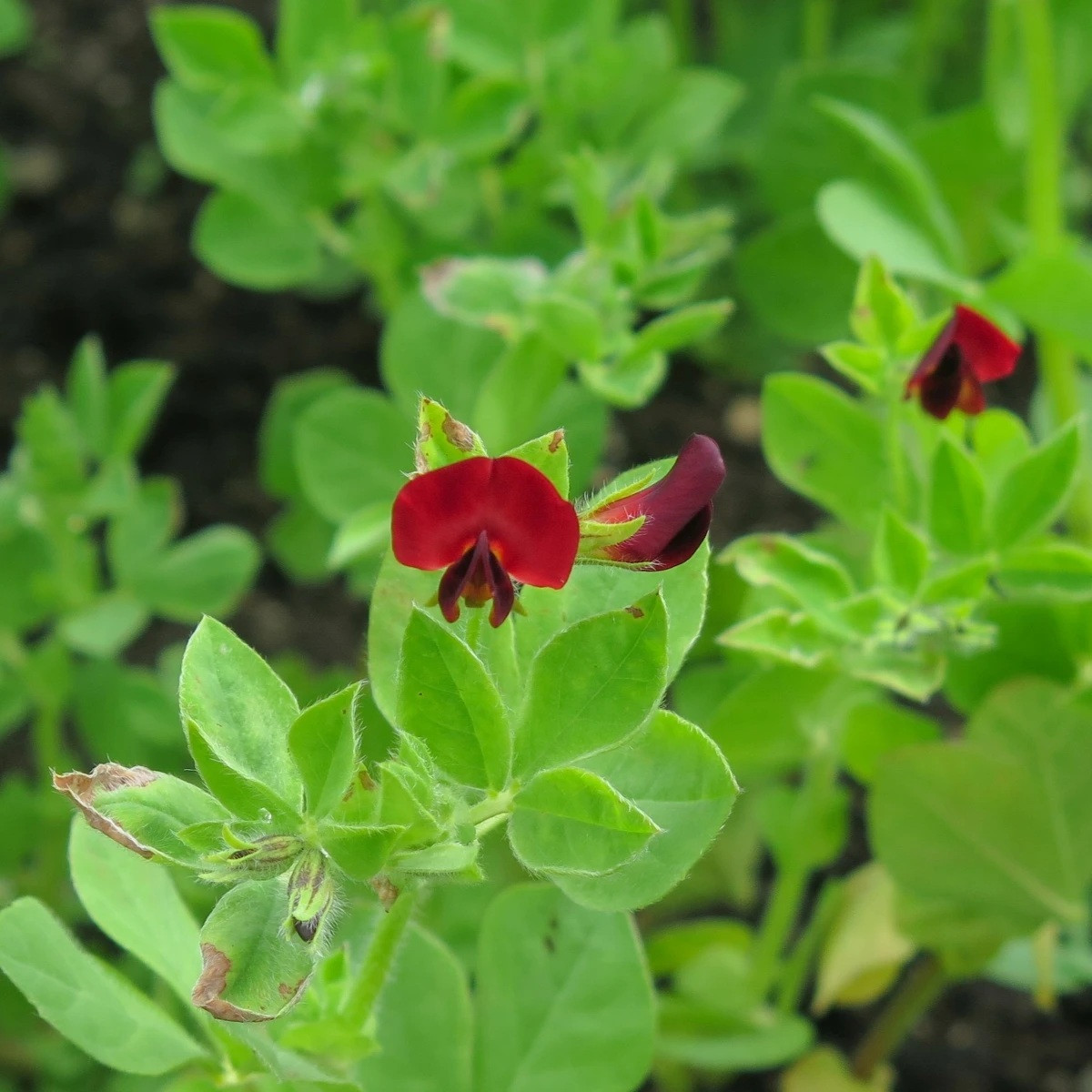 BIO Ledenec nachový - šparglový hrách - Lotus tetragonolobus - semena - 20 ks