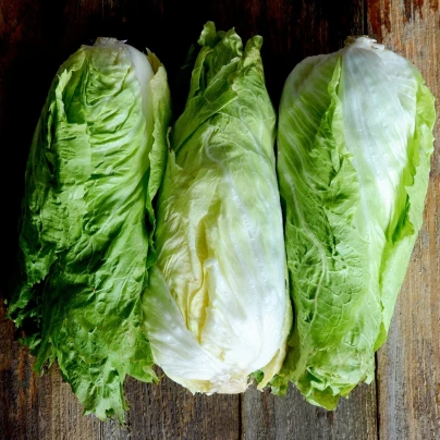 BIO Čekanka hlávková Nettuno - Cichorium intybus - semena - 100 ks