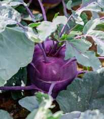 BIO Kedluben Dyna - Brassica oleracea var. gongylodes - bio semena - 50 ks