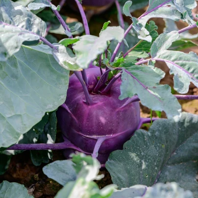 BIO Kedluben Dyna - Brassica oleracea var. gongylodes - bio semena - 50 ks