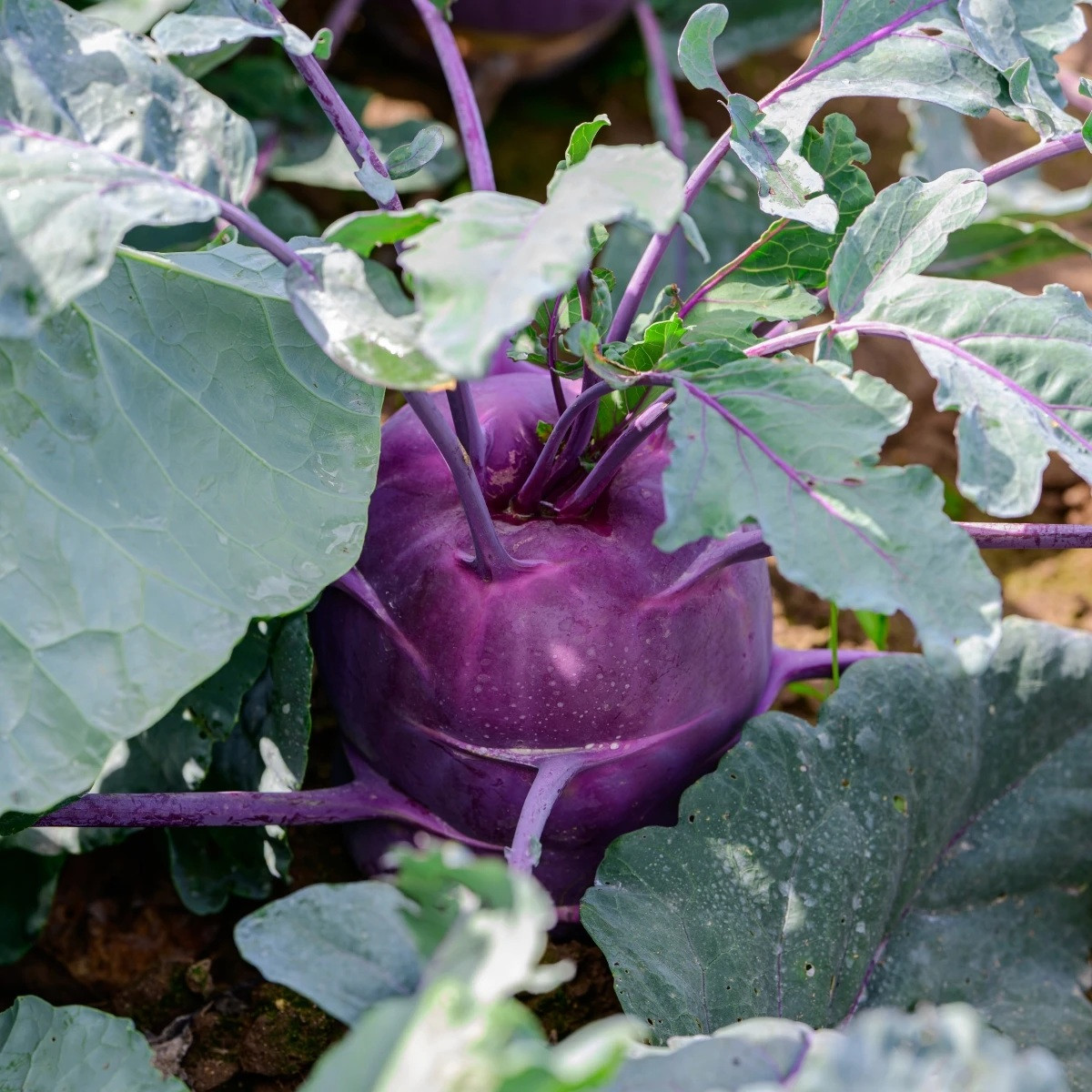 BIO Kedluben Dyna - Brassica oleracea var. gongylodes - bio semena - 50 ks