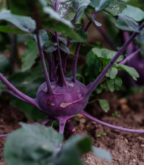 BIO Kedluben Blaro - Brassica oleracea var. gongylodes - bio semena - 50 ks