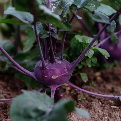 BIO Kedluben Blaro - Brassica oleracea var. gongylodes - bio semena - 50 ks