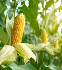 BIO Kukuřice Mergoscia - Zea mays - bio semena - 15 ks