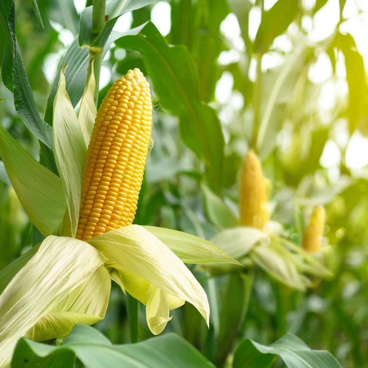 BIO Kukuřice Mergoscia - Zea mays - bio semena - 15 ks