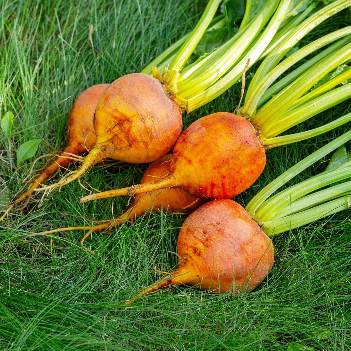 BIO Řepa červená Burpees Golden - Beta vulgaris conditiva - bio semena - 50 ks