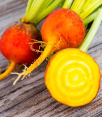 BIO Řepa červená Burpees Golden - Beta vulgaris conditiva - bio semena - 50 ks