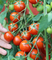 Rajče keříčkové balkónové Vilma - Solanum lycopersicum - semena - 21 ks