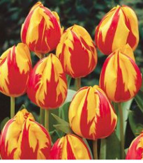 Tulipán Micky Mouse - Tulipa - cibuloviny - 3 ks