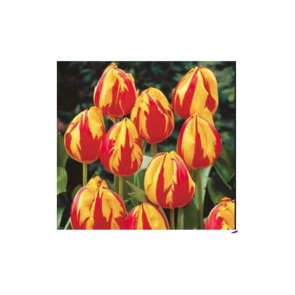 Tulipán Micky Mouse – Tulipa – cibulky tulipánu