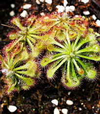 Rosnatka aliciae - Drosera alicinaea - semena - 10 ks
