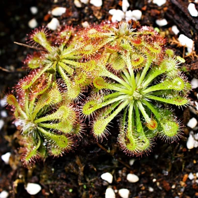 Rosnatka aliciae - Drosera alicinaea - semena - 10 ks