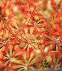 Rosnatka spathulata - Drosera spathulata - semena - 10 ks