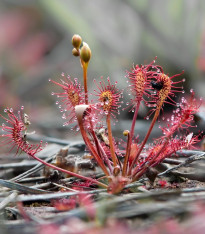 Rosnatka kapská Red Bonn - Drosera capensis - semena - 10 ks