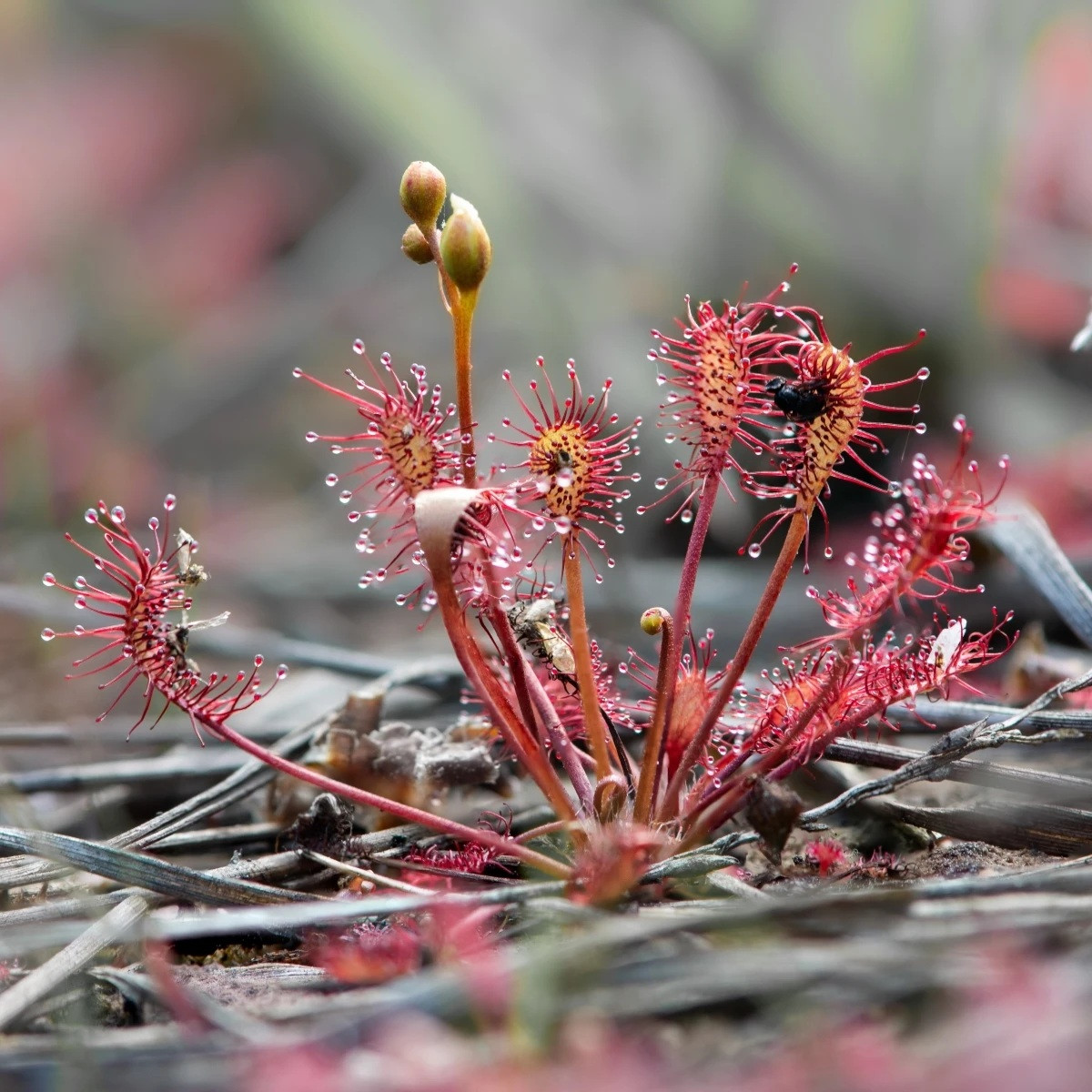Rosnatka kapská Red Bonn - Drosera capensis - semena - 10 ks