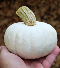 Tykev White Lamp F1 - Cucurbita pepo - semena - 6 ks