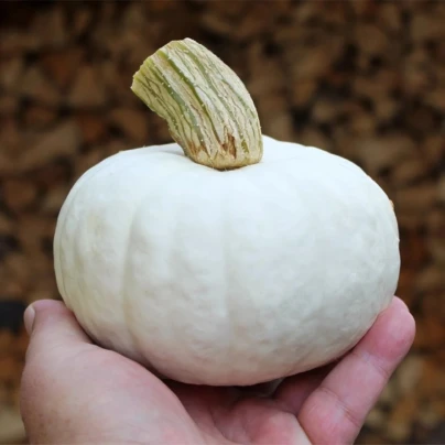Tykev White Lamp F1 - Cucurbita pepo - semena - 6 ks