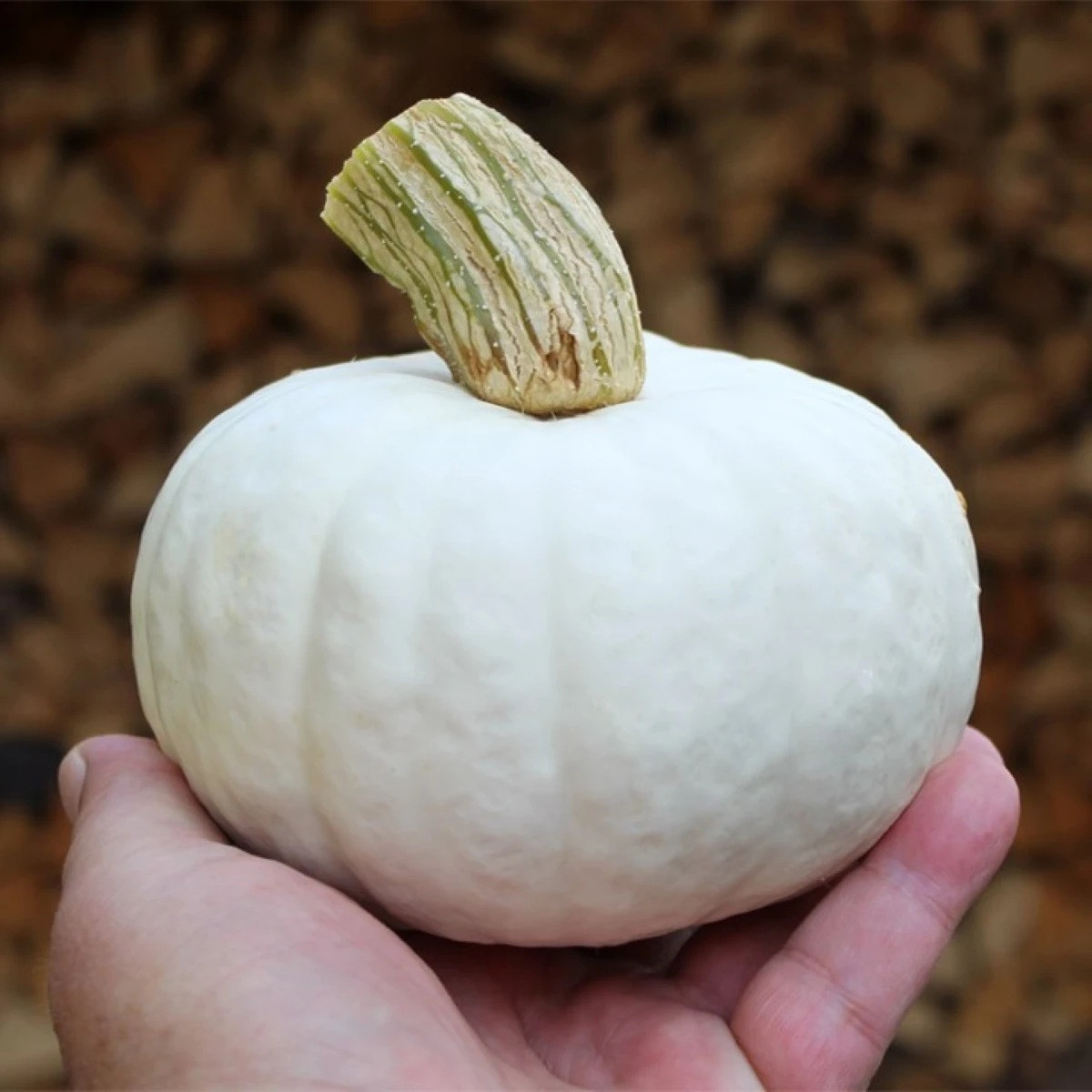 Tykev White Lamp F1 - Cucurbita pepo - semena - 6 ks