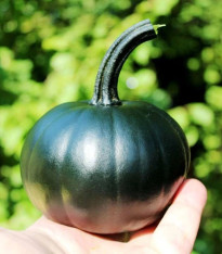Dýně Black Bear F1 PMT - Cucurbita pepo - semena - 7 ks