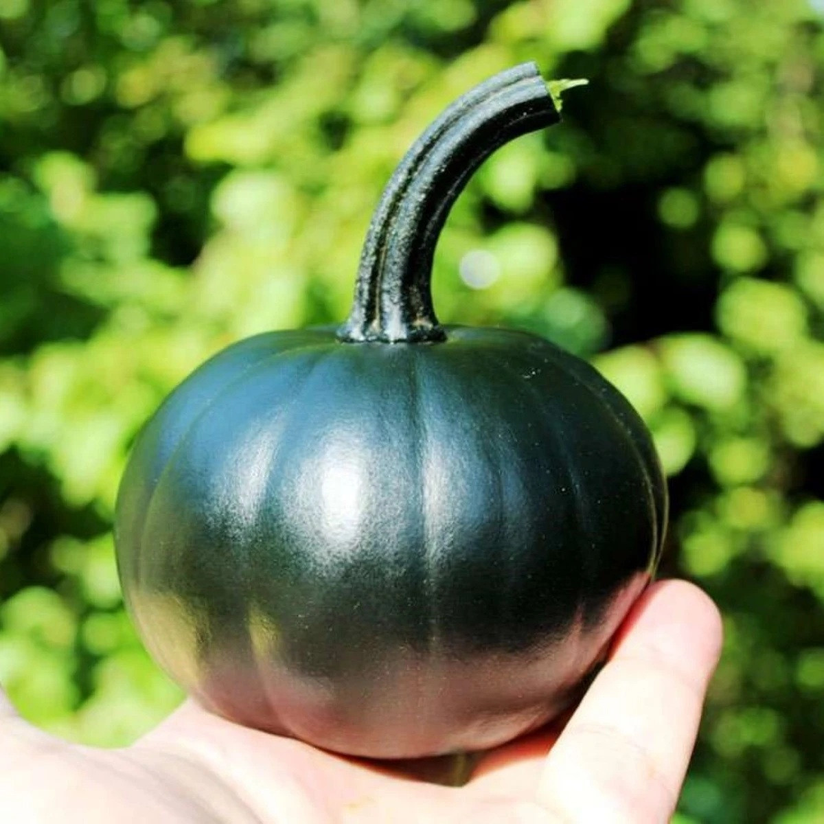 Dýně Black Bear F1 PMT - Cucurbita pepo - semena - 7 ks